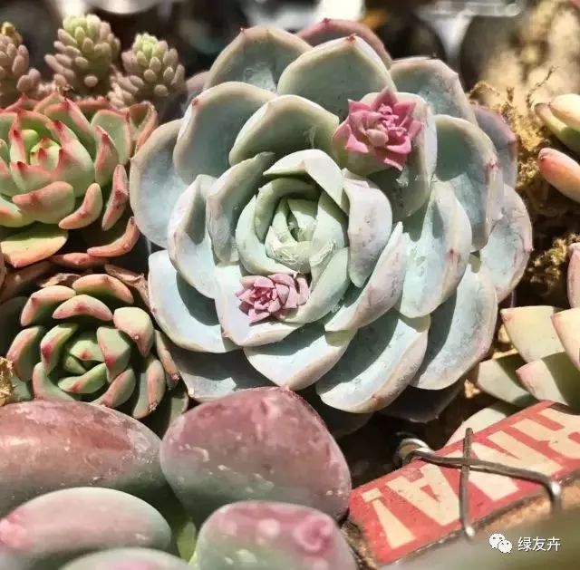 多肉用土配比方法_多肉植物配土方案_多肉植物土壤種類