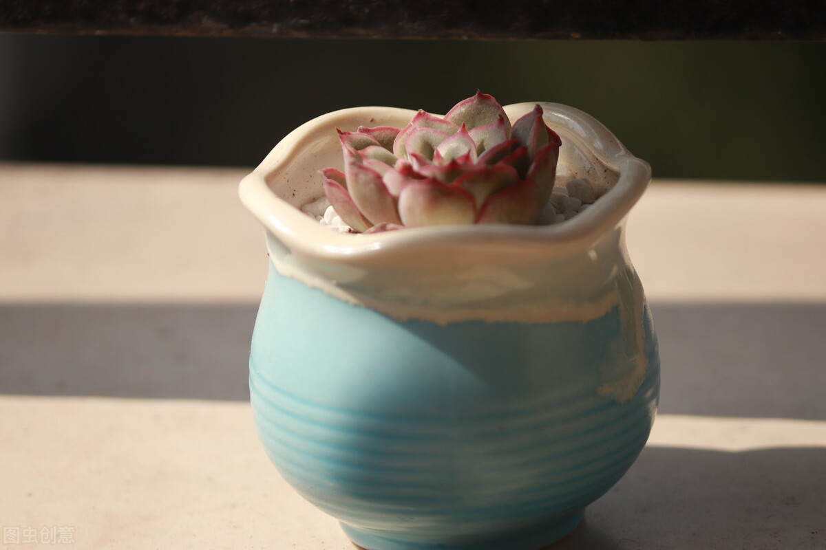 多肉植物養(yǎng)護(hù)不當(dāng)問題_新栽多肉植物服盆技巧_剛種下的多肉可以曬太陽嗎