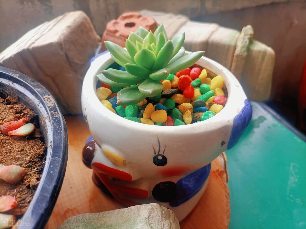 剛種下的多肉可以曬太陽嗎_新栽多肉植物服盆技巧_多肉植物養(yǎng)護(hù)不當(dāng)問題