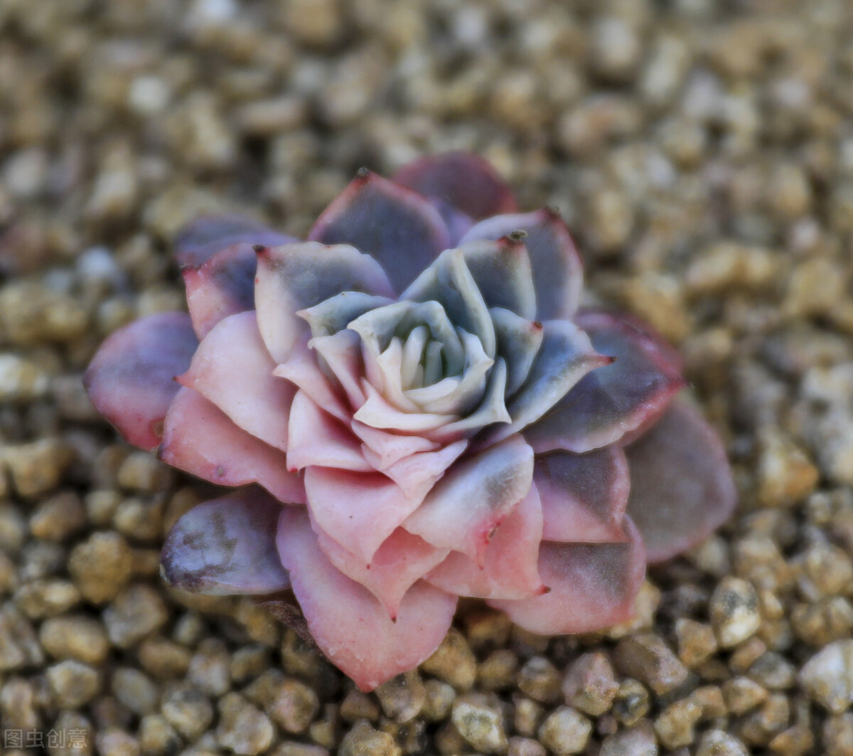 剛種下的多肉可以曬太陽嗎_多肉植物養(yǎng)護(hù)不當(dāng)問題_新栽多肉植物服盆技巧