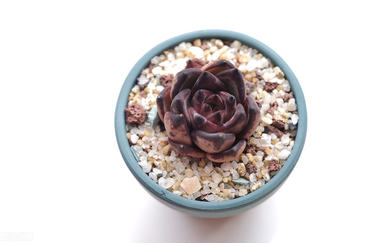 多肉植物養(yǎng)護(hù)不當(dāng)問題_新栽多肉植物服盆技巧_剛種下的多肉可以曬太陽嗎