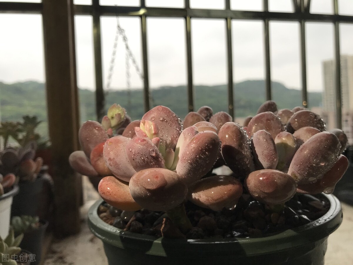 剛種下的多肉可以曬太陽嗎_多肉植物養(yǎng)護(hù)不當(dāng)問題_新栽多肉植物服盆技巧