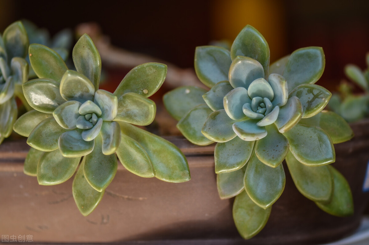 剛種下的多肉可以曬太陽嗎_多肉植物養(yǎng)護(hù)不當(dāng)問題_新栽多肉植物服盆技巧