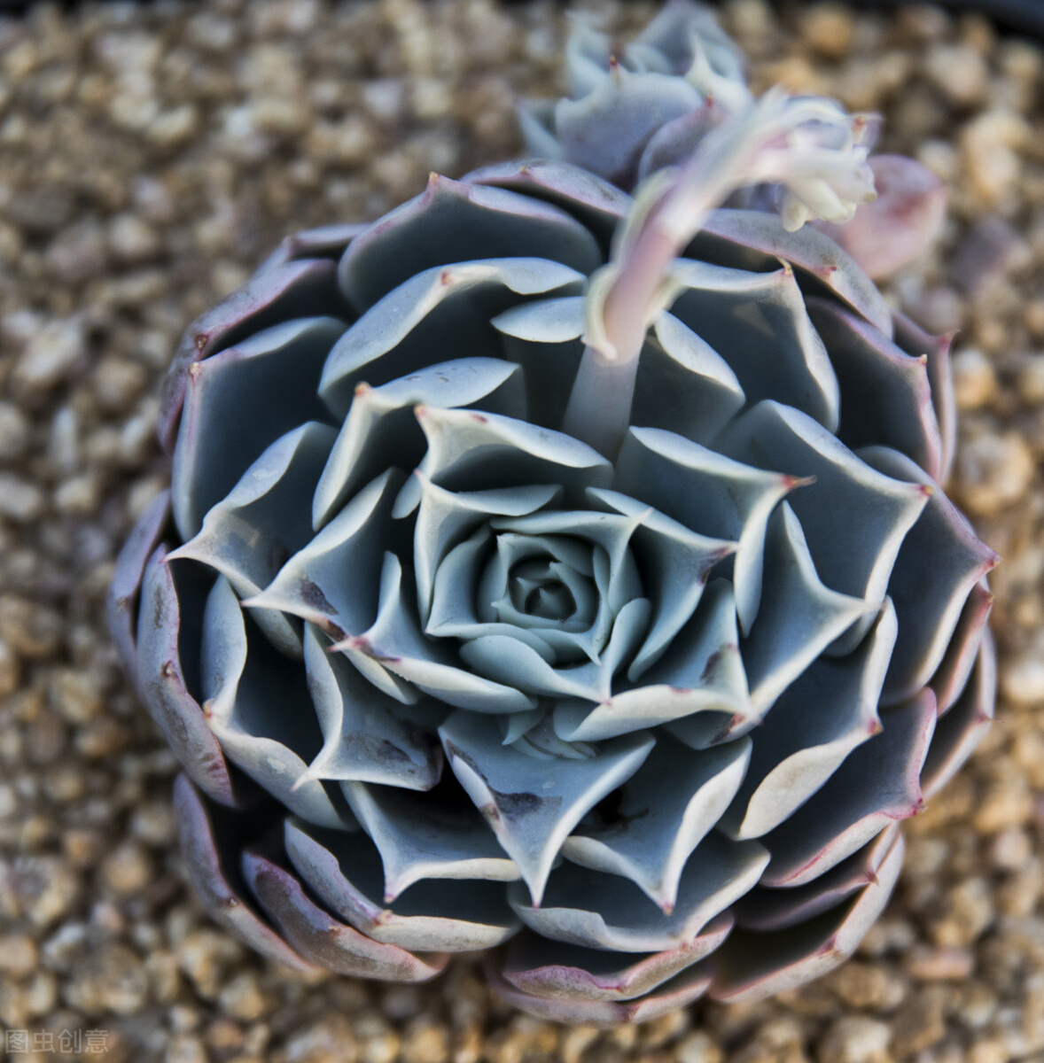 新栽多肉植物服盆技巧_多肉植物養(yǎng)護(hù)不當(dāng)問題_剛種下的多肉可以曬太陽嗎