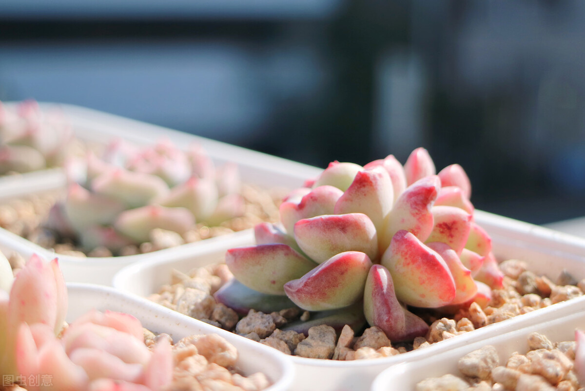 剛種下的多肉可以曬太陽嗎_新栽多肉植物服盆技巧_多肉植物養(yǎng)護(hù)不當(dāng)問題