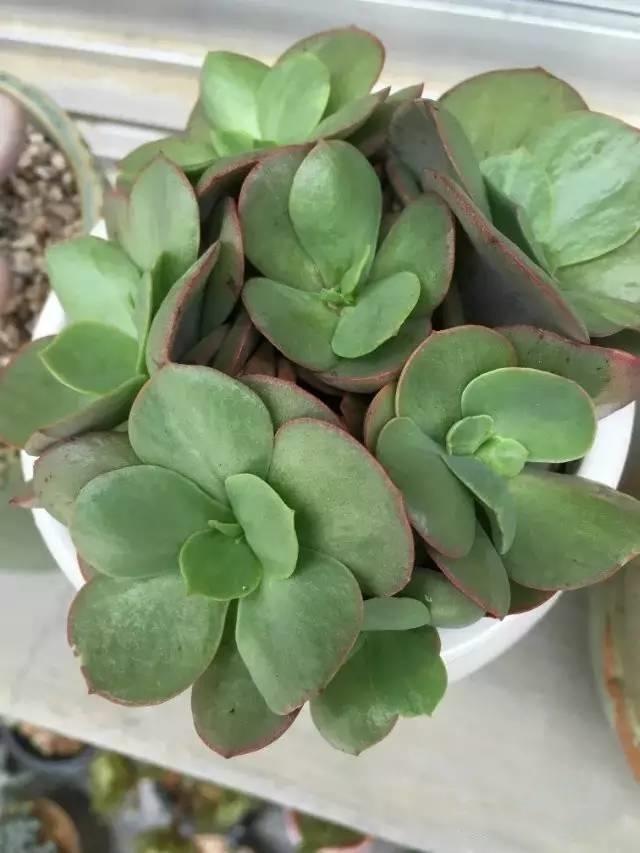 多肉植物夏天防徒長_觀音蓮夏天養(yǎng)護技巧_多肉火焰蒂亞的養(yǎng)殖方法和注意事項