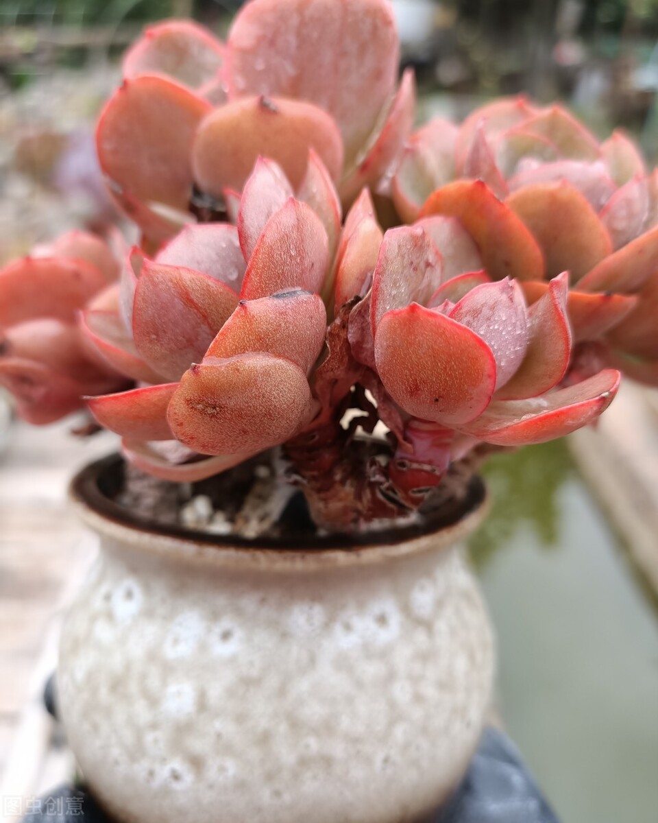觀音蓮夏天養(yǎng)護技巧_多肉火焰蒂亞的養(yǎng)殖方法和注意事項_多肉植物夏天防徒長