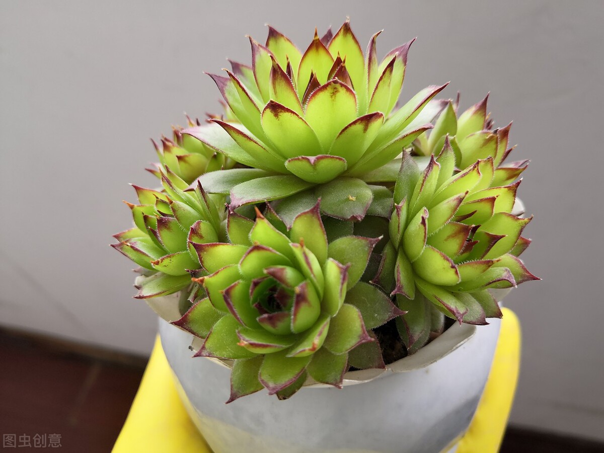 多肉植物夏天防徒長_觀音蓮夏天養(yǎng)護技巧_多肉火焰蒂亞的養(yǎng)殖方法和注意事項