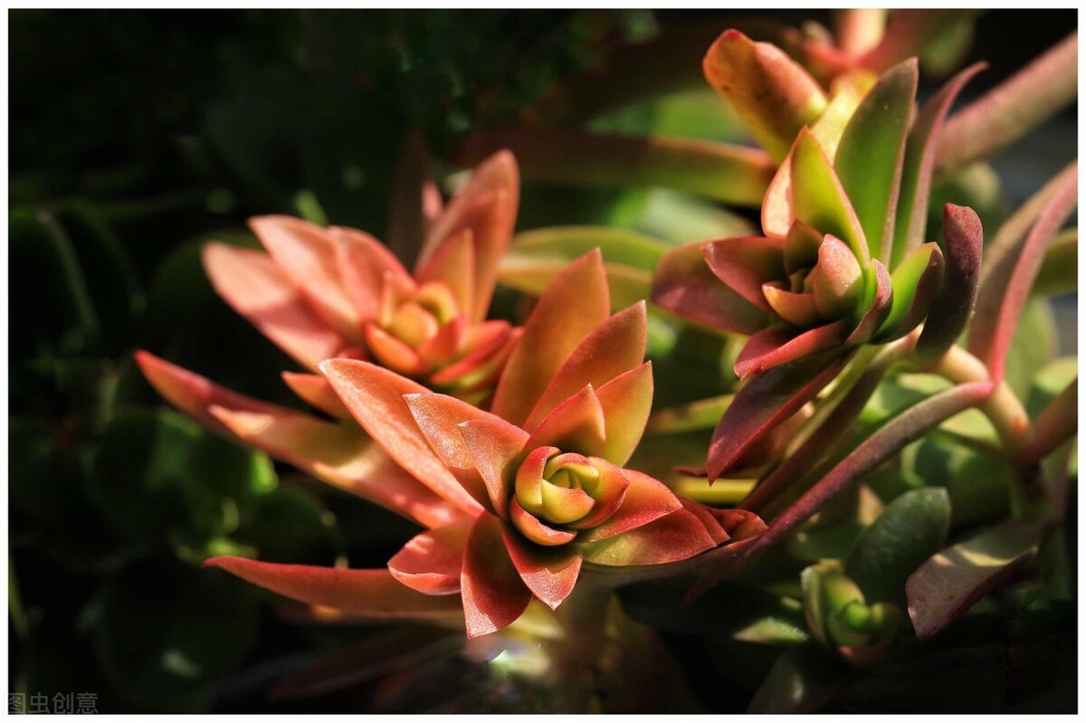 觀音蓮夏天養(yǎng)護技巧_多肉植物夏天防徒長_多肉火焰蒂亞的養(yǎng)殖方法和注意事項