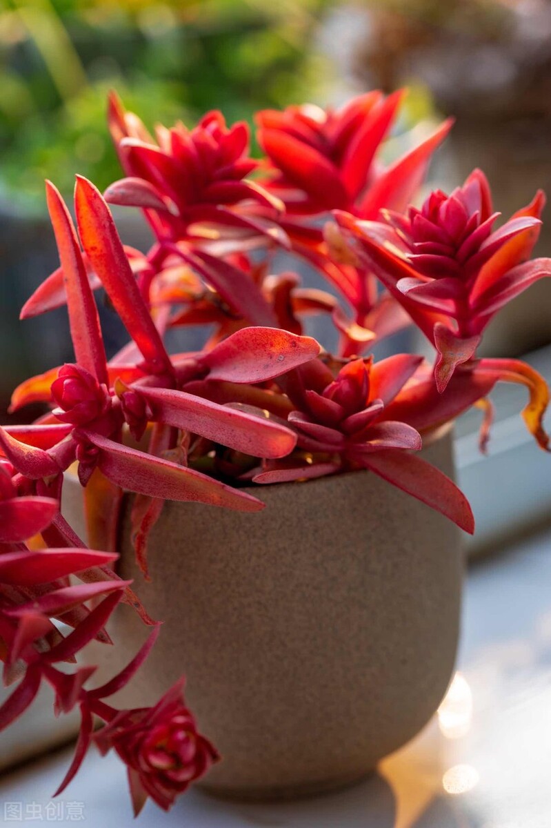 多肉植物夏天防徒長_多肉火焰蒂亞的養(yǎng)殖方法和注意事項_觀音蓮夏天養(yǎng)護技巧