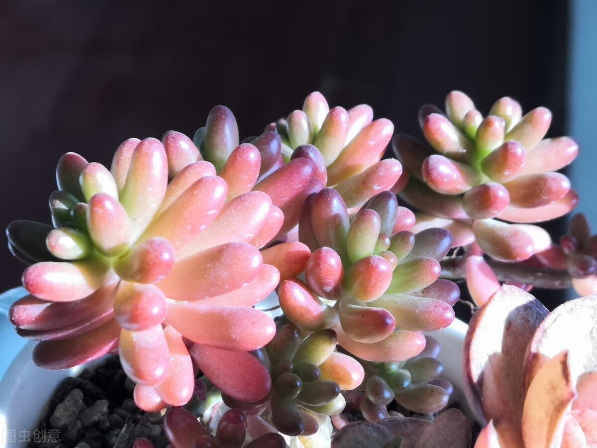 多肉火焰蒂亞的養(yǎng)殖方法和注意事項_觀音蓮夏天養(yǎng)護技巧_多肉植物夏天防徒長