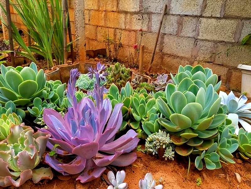 多肉的土壤可以用路邊土嗎_多肉瀑布種植技巧_山東多肉種植經(jīng)驗(yàn)