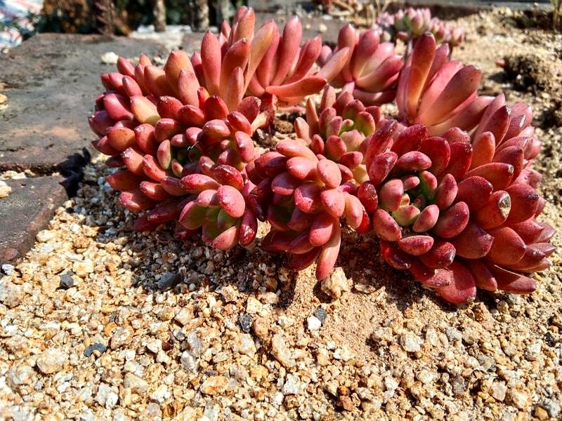 多肉瀑布種植技巧_山東多肉種植經(jīng)驗(yàn)_多肉的土壤可以用路邊土嗎