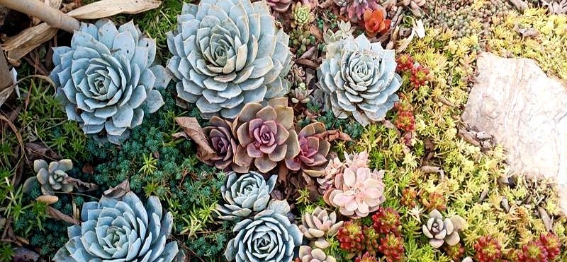 多肉的土壤可以用路邊土嗎_山東多肉種植經(jīng)驗(yàn)_多肉瀑布種植技巧