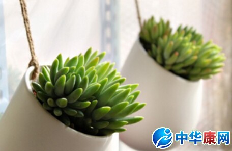 如何養(yǎng)殖多肉植物_多肉植物繁殖方法_新手養(yǎng)多肉怎么養(yǎng)