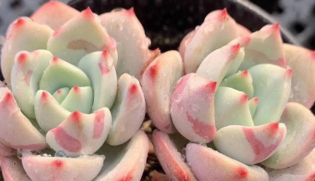 春季露養(yǎng)多肉注意事項(xiàng)_春季多肉露養(yǎng)光照問題_多肉上盆一星期可以露養(yǎng)嗎