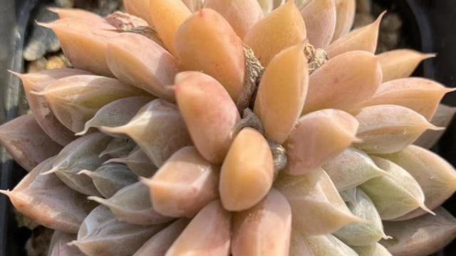 春季多肉露養(yǎng)光照問題_春季露養(yǎng)多肉注意事項(xiàng)_多肉上盆一星期可以露養(yǎng)嗎