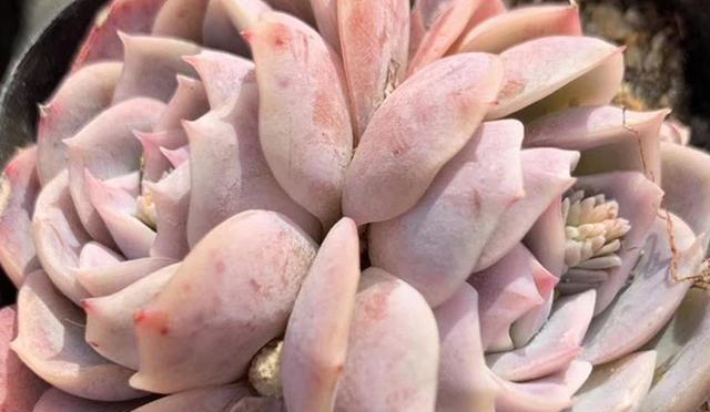 多肉上盆一星期可以露養(yǎng)嗎_春季露養(yǎng)多肉注意事項(xiàng)_春季多肉露養(yǎng)光照問題