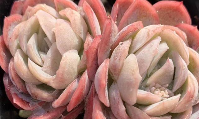 春季多肉露養(yǎng)光照問題_多肉上盆一星期可以露養(yǎng)嗎_春季露養(yǎng)多肉注意事項(xiàng)