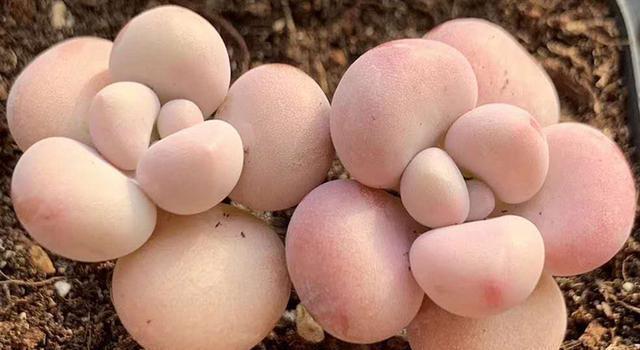 春季多肉露養(yǎng)光照問題_春季露養(yǎng)多肉注意事項(xiàng)_多肉上盆一星期可以露養(yǎng)嗎