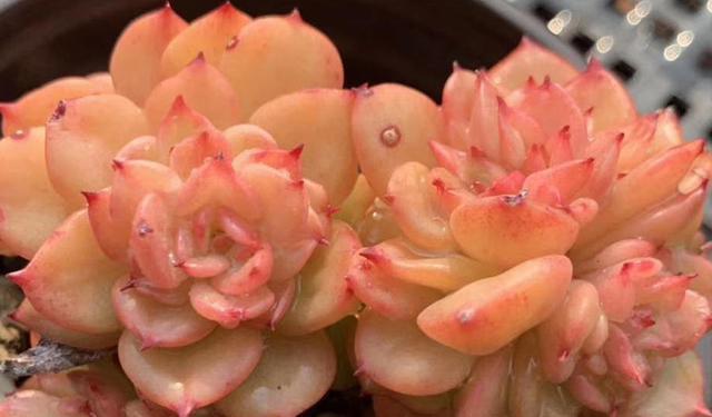 春季露養(yǎng)多肉注意事項(xiàng)_多肉上盆一星期可以露養(yǎng)嗎_春季多肉露養(yǎng)光照問題