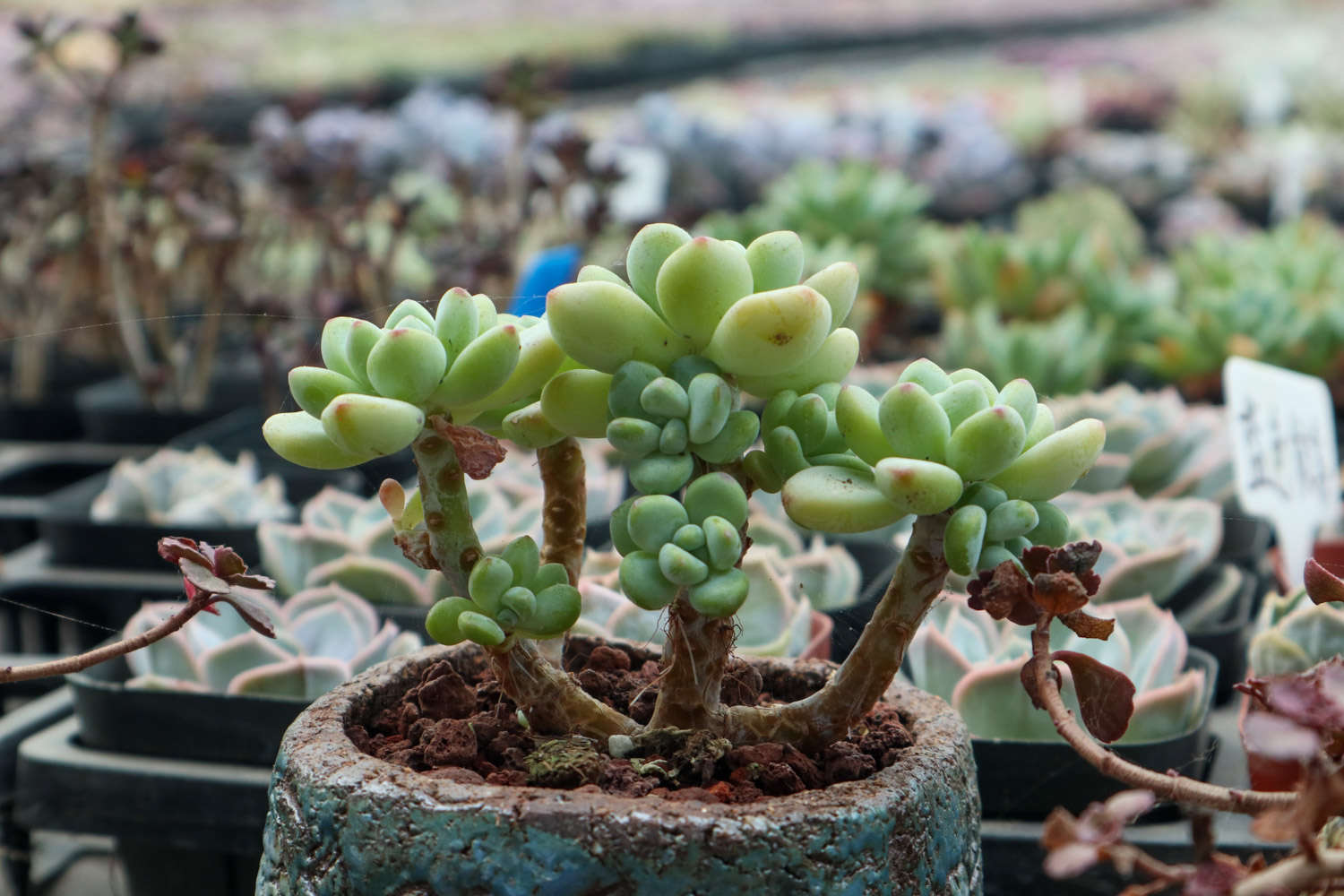 多肉適合酸性還是堿性土壤_多肉植物土壤配方_腐葉土和泥炭土的應用