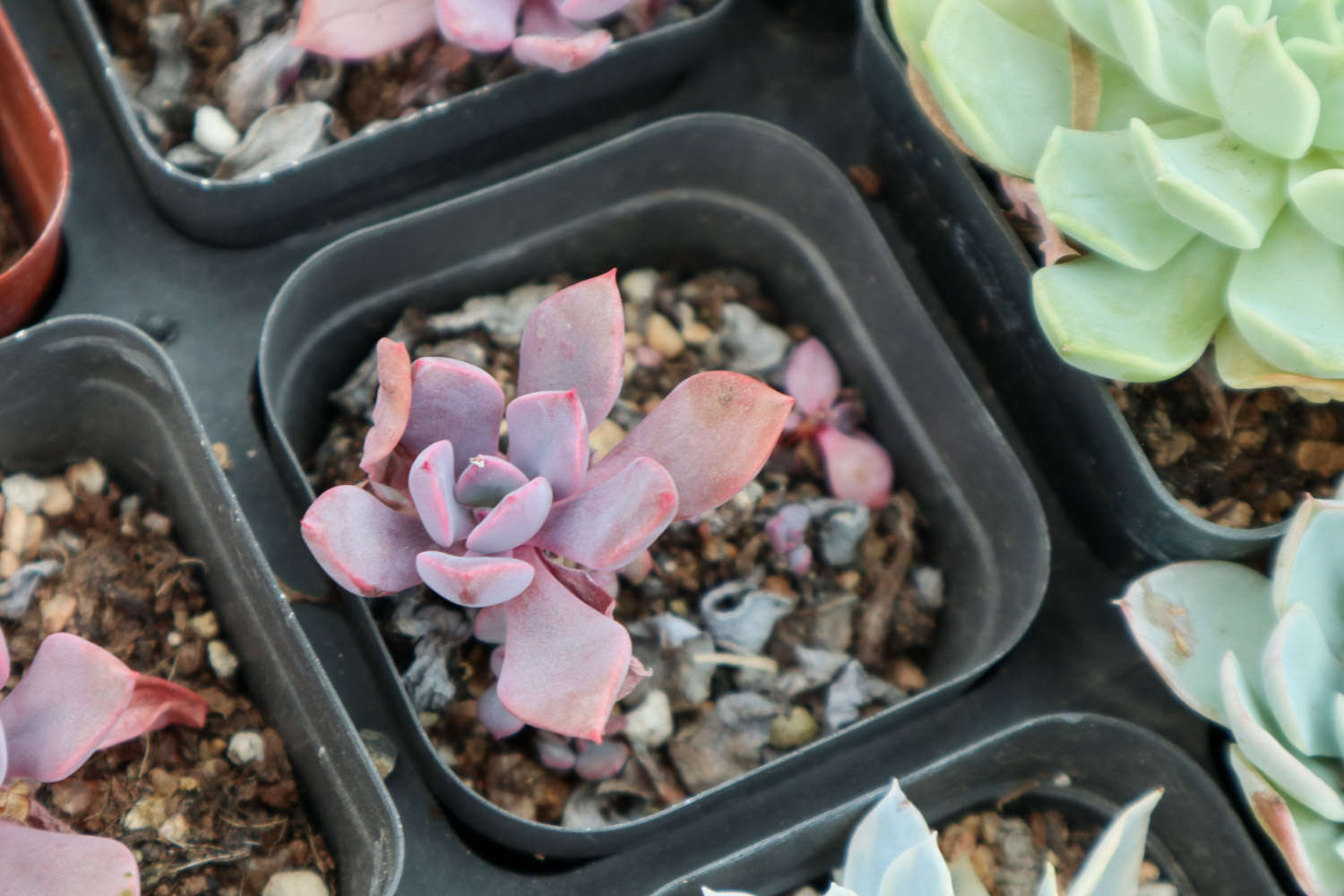 腐葉土和泥炭土的應用_多肉植物土壤配方_多肉適合酸性還是堿性土壤