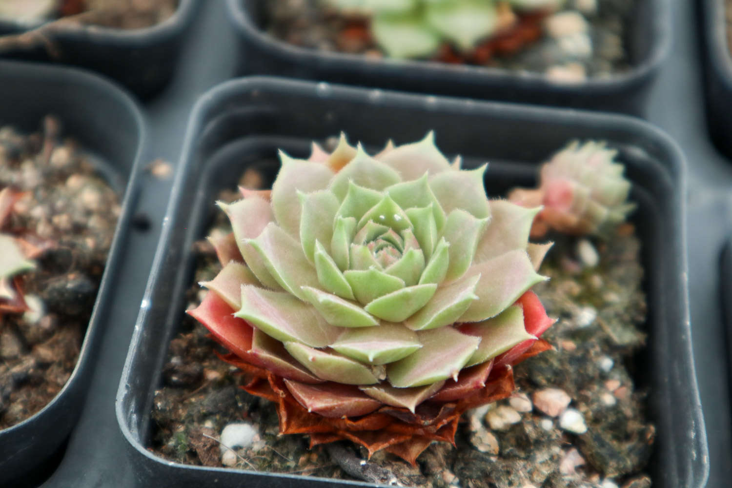 多肉適合酸性還是堿性土壤_多肉植物土壤配方_腐葉土和泥炭土的應用