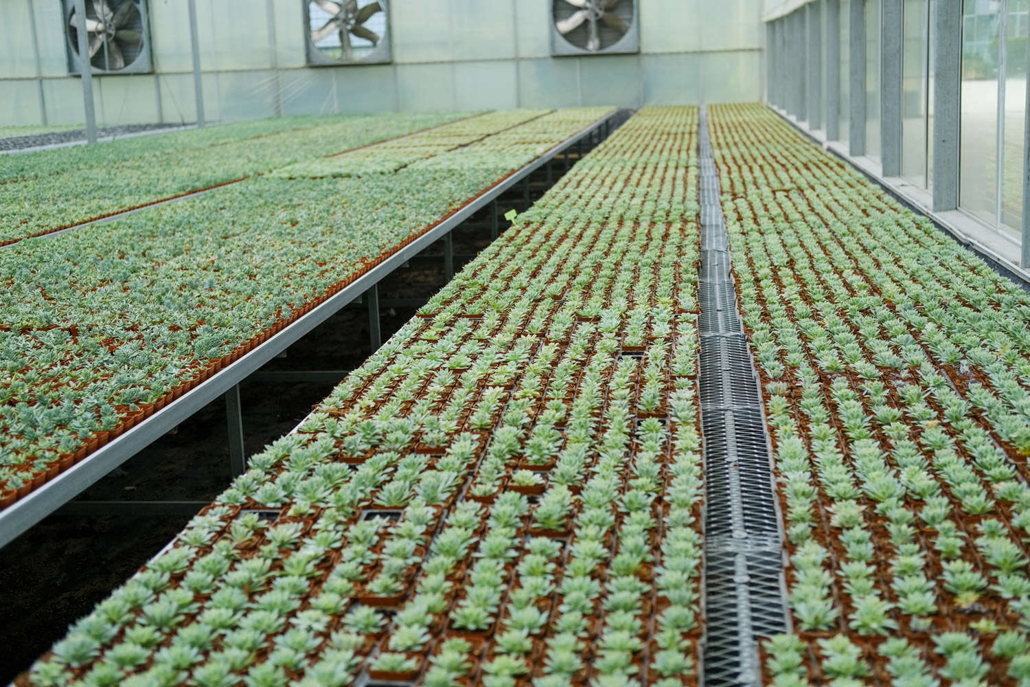 多肉適合酸性還是堿性土壤_多肉植物土壤配方_腐葉土和泥炭土的應用