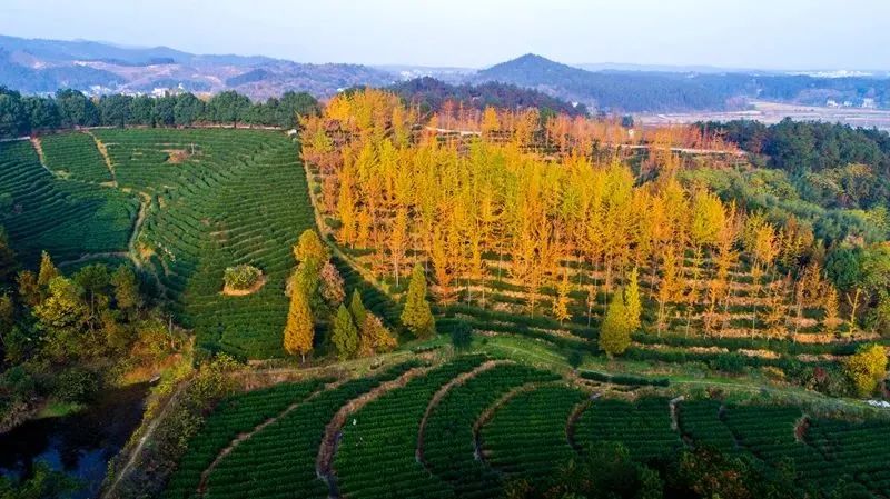 安徽秋色景點推薦_安徽秋天賞秋攻略_岳西游玩攻略