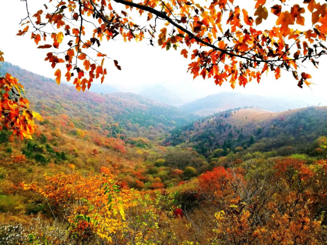 安徽秋色景點推薦_岳西游玩攻略_安徽秋天賞秋攻略