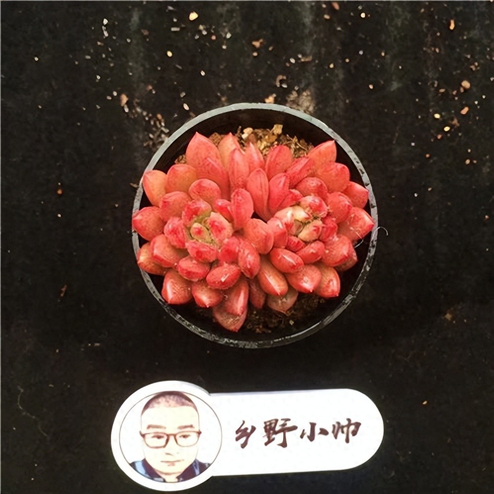 多肉寶蓮燈的養(yǎng)殖方法和注意事項(xiàng)_紅寶石多肉植物_斗牛士多肉植物養(yǎng)護(hù)