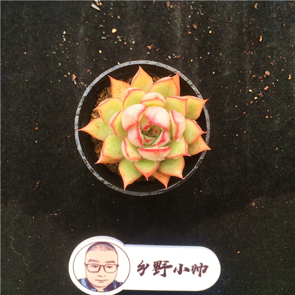 紅寶石多肉植物_多肉寶蓮燈的養(yǎng)殖方法和注意事項(xiàng)_斗牛士多肉植物養(yǎng)護(hù)