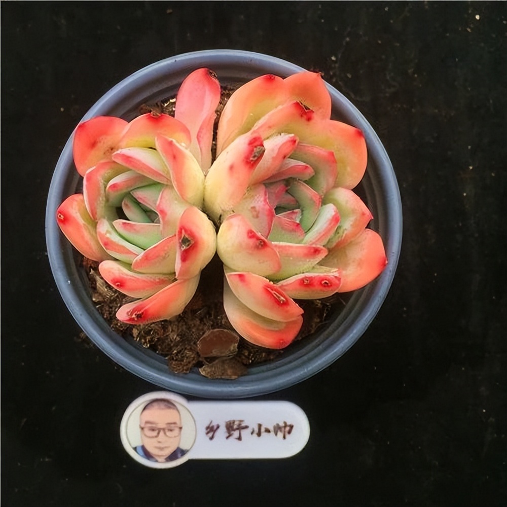 多肉寶蓮燈的養(yǎng)殖方法和注意事項(xiàng)_紅寶石多肉植物_斗牛士多肉植物養(yǎng)護(hù)