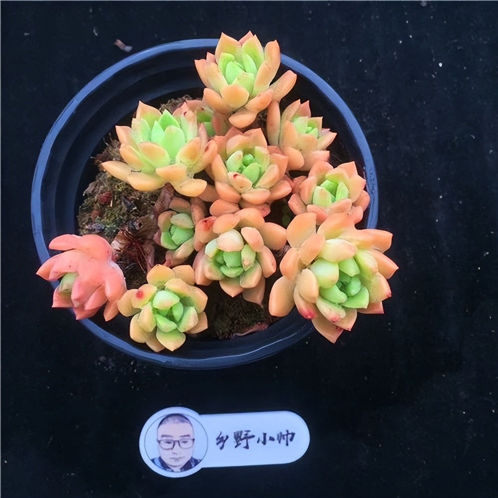 多肉寶蓮燈的養(yǎng)殖方法和注意事項(xiàng)_紅寶石多肉植物_斗牛士多肉植物養(yǎng)護(hù)