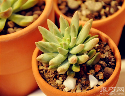 千佛手繁殖方法_多肉佛手的養(yǎng)殖方法和注意事項(xiàng)_千佛手養(yǎng)殖方法