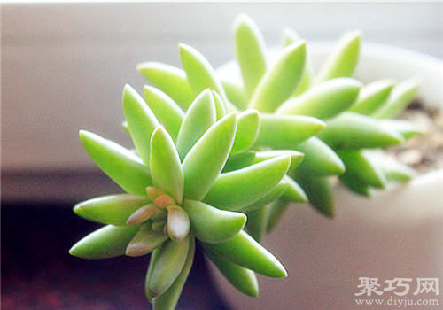 多肉佛手的養(yǎng)殖方法和注意事項(xiàng)_千佛手繁殖方法_千佛手養(yǎng)殖方法