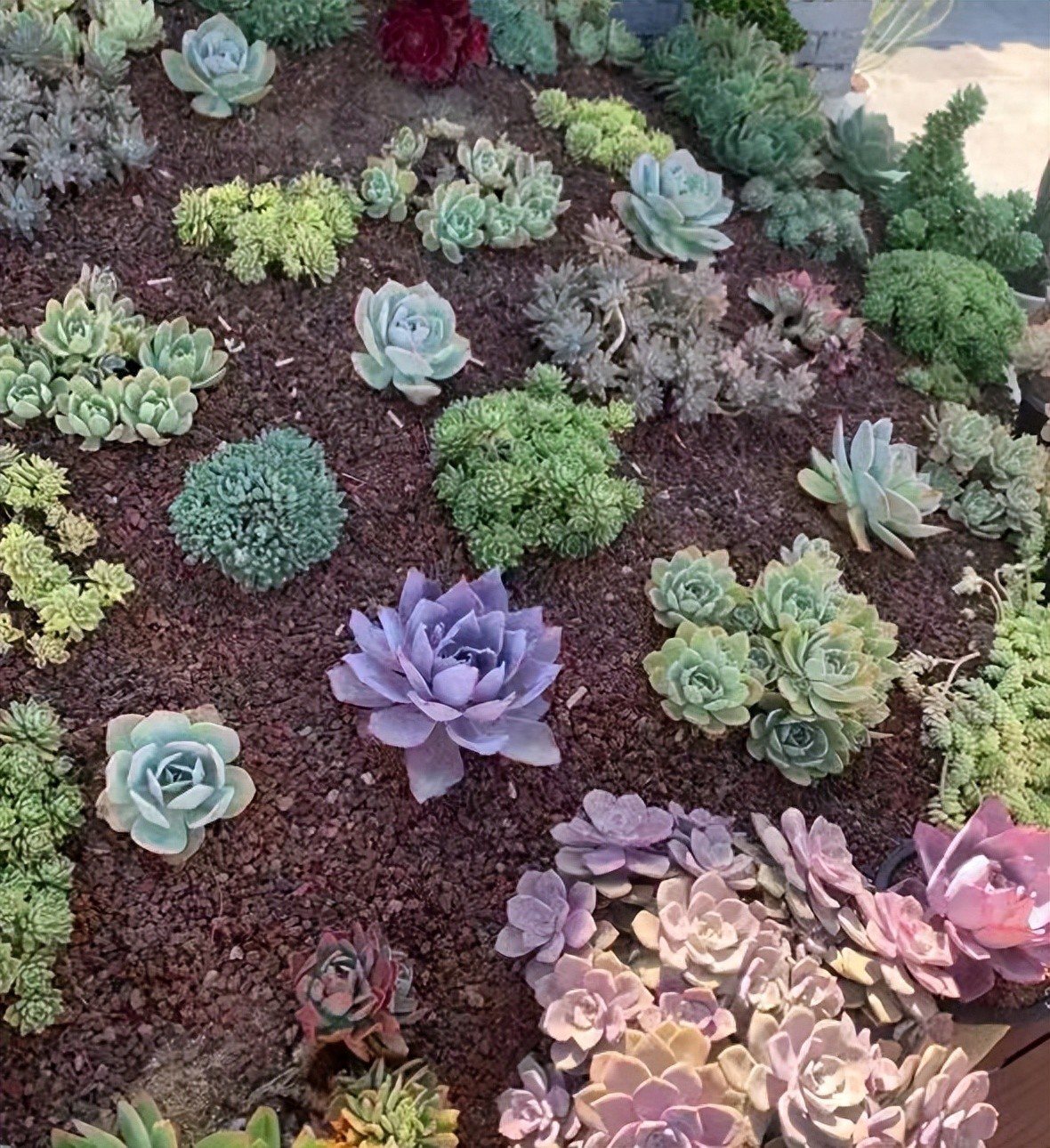 多肉喜歡酸性土壤還是堿性土壤_新手配土萬(wàn)能土_多肉配土攻略