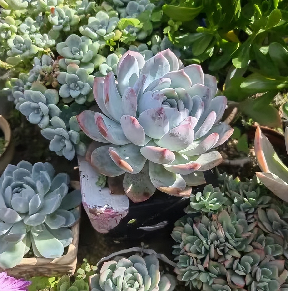 多肉配土攻略_多肉喜歡酸性土壤還是堿性土壤_新手配土萬(wàn)能土