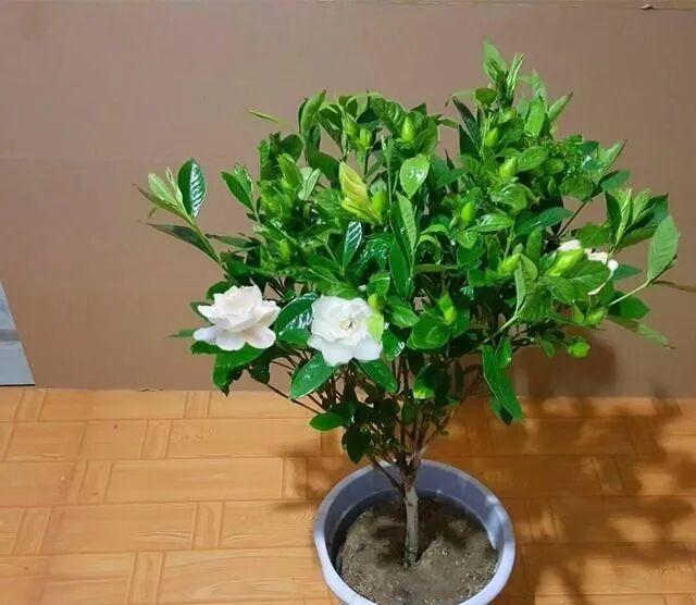 彩虹多肉退錦還能回來嗎_藥錦多肉識別_養(yǎng)花避坑指南