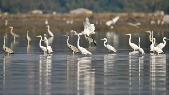 三角洲島旅游攻略_惠州鹽洲島游玩攻略_惠州海島旅游